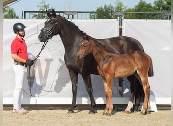 Westfaal, Hengst, veulen (05/2024), Bruin