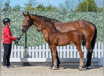 Westfaal, Hengst, Veulen (03/2026), Bruin