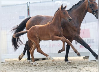 Westfaal, Hengst, veulen (06/2024), Bruin