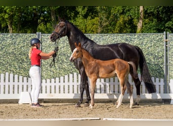 Westfaal, Hengst, Veulen (06/2025), Bruin