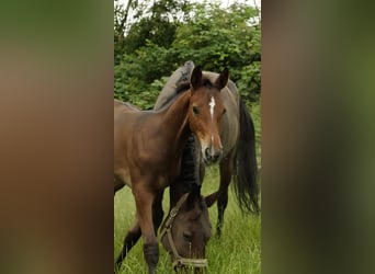 Westfaal, Hengst, Veulen (04/2026), Bruin