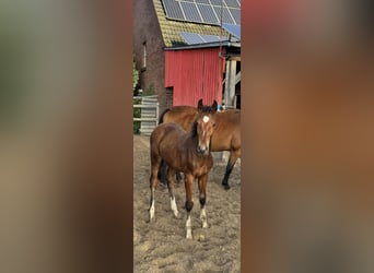 Westfaal, Hengst, Veulen (05/2025), Bruin