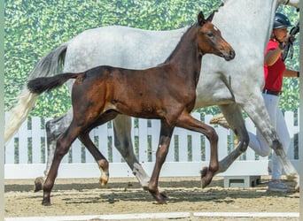 Westfaal, Hengst, Veulen (06/2026), Bruin