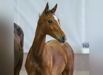 Westfaal, Hengst, Veulen (02/2026), Bruin