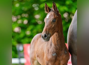 Westfaal, Hengst, Veulen (05/2026), Bruin
