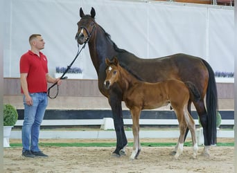 Westfaal, Hengst, Veulen (05/2026), Bruin