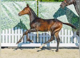 Westfaal, Hengst, Veulen (04/2026), Bruin