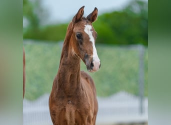 Westfaal, Hengst, Veulen (04/2026), Bruin