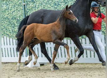 Westfaal, Hengst, Veulen (05/2026), Bruin