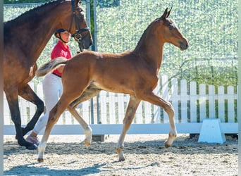 Westfaal, Hengst, Veulen (06/2026), Bruin