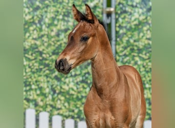 Westfaal, Hengst, Veulen (05/2026), Bruin