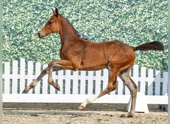 Westfaal, Hengst, Veulen (05/2025), Bruin