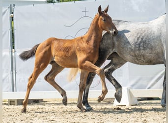 Westfaal, Hengst, veulen (05/2024), Bruin