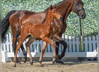 Westfaal, Hengst, Veulen (06/2025), Bruin