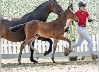 Westfaal, Hengst, Veulen (05/2025), Bruin