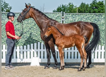 Westfaal, Hengst, Veulen (06/2025), Bruin