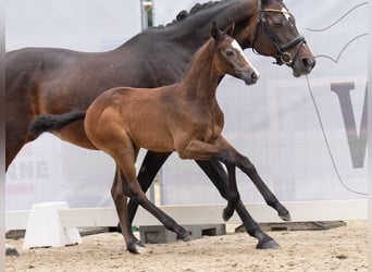 Westfaal, Hengst, veulen (06/2024), Bruin