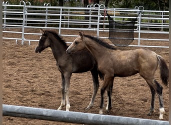 Westfaal, Hengst, Veulen (05/2026), Buckskin