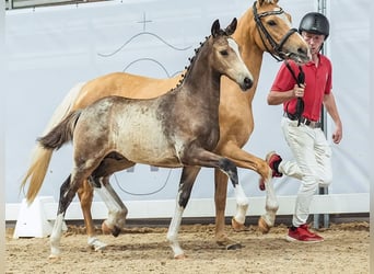 Westfaal, Hengst, veulen (03/2024), Buckskin