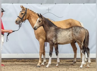 Westfaal, Hengst, veulen (03/2024), Buckskin