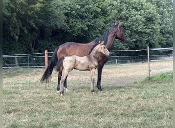 Westfaal, Hengst, Veulen (05/2026), Buckskin
