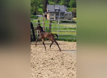 Westfaal, Hengst, veulen (05/2023), Donkerbruin