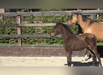 Westfaal, Hengst, Veulen (06/2026), Donkerbruin
