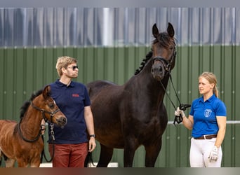 Westfaal, Hengst, veulen (06/2023), Donkerbruin