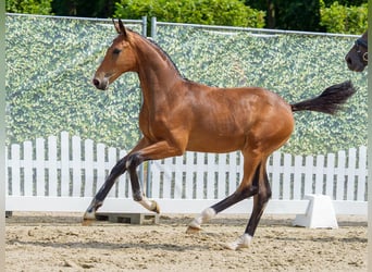 Westfaal, Hengst, Veulen (03/2026), Donkerbruin