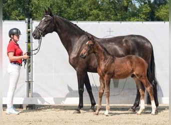 Westfaal, Hengst, veulen (06/2024), Donkerbruin