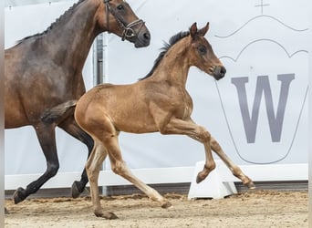 Westfaal, Hengst, veulen (05/2024), Donkerbruin