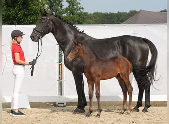 Westfaal, Hengst, veulen (07/2024), Donkerbruin