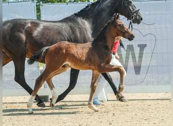 Westfaal, Hengst, veulen (06/2024), Donkerbruin