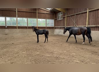 Westfaal, Hengst, Veulen (03/2026), Donkerbruin