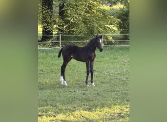 Westfaal, Hengst, , Donkerbruin