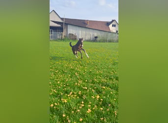 Westfaal, Hengst, veulen (04/2023), Donkerbruin