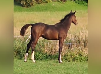 Westfaal, Hengst, veulen (04/2023), Donkerbruin