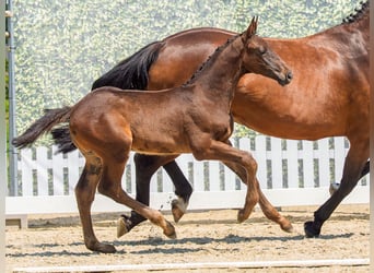 Westfaal, Hengst, Veulen (05/2026), Donkerbruin