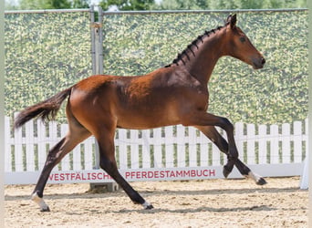 Westfaal, Hengst, Veulen (02/2026), Donkerbruin