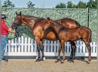 Westfaal, Hengst, Veulen (05/2025), Donkerbruin