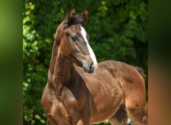 Westfaal, Hengst, veulen (04/2024), Donkerbruin