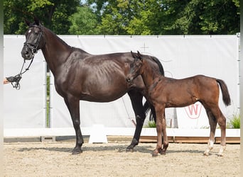 Westfaal, Hengst, veulen (06/2024), Donkerbruin