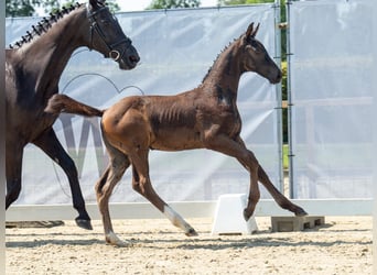 Westfaal, Hengst, veulen (06/2024), Donkerbruin