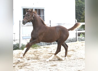 Westfaal, Hengst, Veulen (04/2025), Donkere-vos