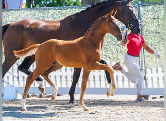 Westfaal, Hengst, Veulen (05/2026), Donkere-vos