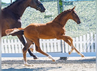 Westfaal, Hengst, Veulen (05/2026), Donkere-vos