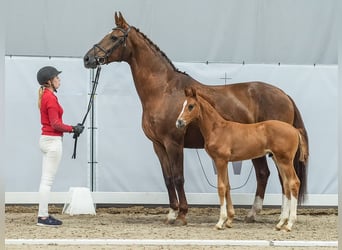 Westfaal, Hengst, veulen (05/2024), Donkere-vos