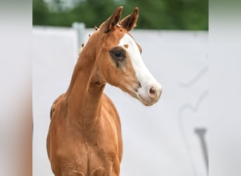 Westfaal, Hengst, veulen (04/2024), Donkere-vos