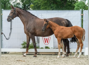 Westfaal, Hengst, veulen (04/2024), Donkere-vos