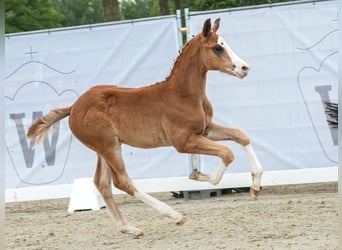 Westfaal, Hengst, veulen (04/2024), Donkere-vos